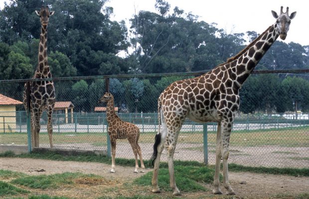 zoologico-de-zacango-metepec-620x400